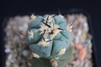 Echinocactus horizonthalonius VZD 407